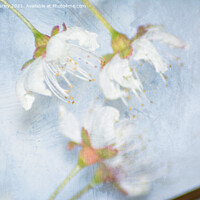 Buy canvas prints of White blossom close up by Aimie Burley