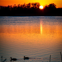 Buy canvas prints of Ducks at sunset by Aimie Burley