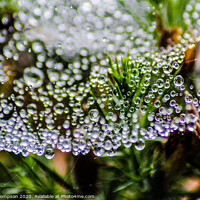Buy canvas prints of Web water droplets by Liam Thompson