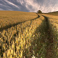 Buy canvas prints of Field of gold, Dunns Northumberland by Ann Goodall