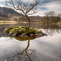 Buy canvas prints of Lone Tree on Rydal Water, Ambleside by Ann Goodall