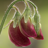 Buy canvas prints of Sweet Pea by Ann Goodall