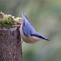 Buy canvas prints of Nuthatch on tree stump by Ann Goodall