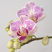 Buy canvas prints of Orchid Phalaenopsis by Ann Goodall