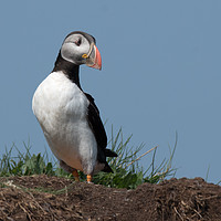 Buy canvas prints of Puffin at it's burrow by Ann Goodall