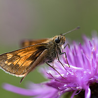 Buy canvas prints of Large Skipper butterfly by Ann Goodall