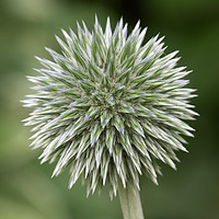 Buy canvas prints of Enchinops - Globe Thistle by Ann Goodall