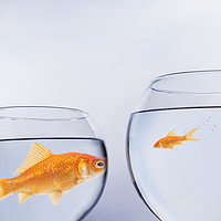 Buy canvas prints of Large and small goldfish, in contrasting size bowl by conceptual images
