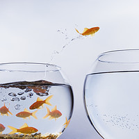Buy canvas prints of A Goldfish jumping out of a small crowded bowl  by conceptual images