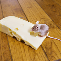 Buy canvas prints of A mouse feeding on a piece of cheese by conceptual images