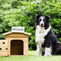 Buy canvas prints of Sheepdog standing beside dog house  by conceptual images