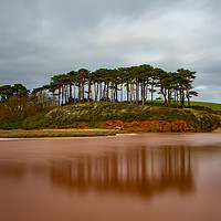 Buy canvas prints of Budleigh Salterton pine trees by Kate Fish