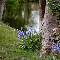 Buy canvas prints of Riverside Bluebells by Chris Yaxley