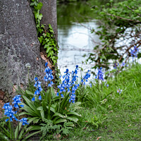 Buy canvas prints of Riverside Bluebells by Chris Yaxley