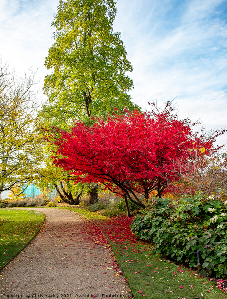 Japanese Maple tree in Cambridge Botanical Gardens Picture Board by Chris Yaxley
