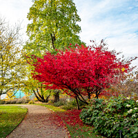 Buy canvas prints of Japanese Maple tree in Cambridge Botanical Gardens by Chris Yaxley