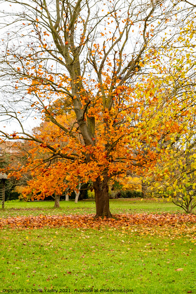 Bare tree in autumn in Cambridge Botanical Gardens Picture Board by Chris Yaxley