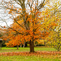 Buy canvas prints of Bare tree in autumn in Cambridge Botanical Gardens by Chris Yaxley