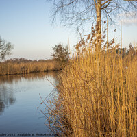 Buy canvas prints of Golden Reeds on the river by Chris Yaxley