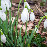 Buy canvas prints of Winter snowdrops by Chris Yaxley
