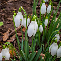 Buy canvas prints of Wild Snowdrops by Chris Yaxley