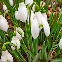 Buy canvas prints of Snowdrops by Chris Yaxley