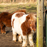Buy canvas prints of Pair of Shetland ponies by Chris Yaxley