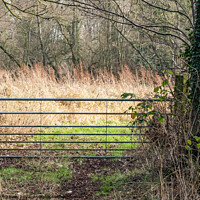 Buy canvas prints of Rural Gate by Chris Yaxley