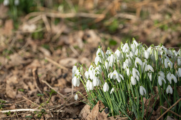 Winter snowdrops Picture Board by Chris Yaxley