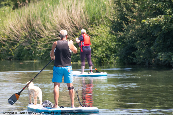 Paddle boarding with pooch Picture Board by Chris Yaxley