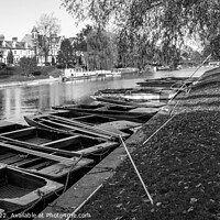 Buy canvas prints of Punts moored on the River Cam in Jesus Green, Cambridge by Chris Yaxley