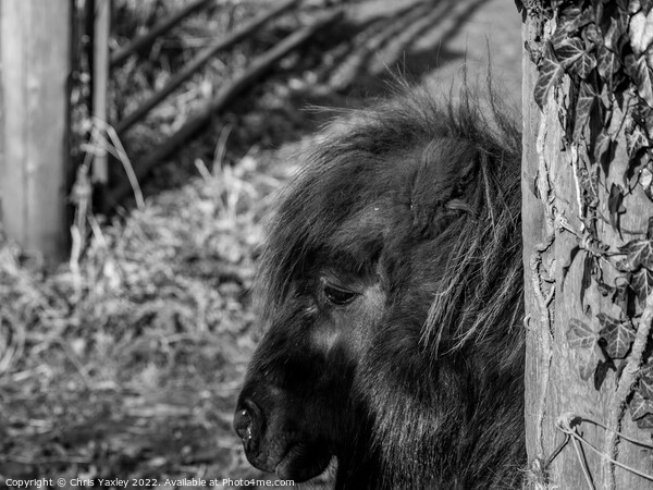 Head shot of a Shetland pony Picture Board by Chris Yaxley