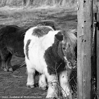 Buy canvas prints of Shetland ponies in a paddock by Chris Yaxley