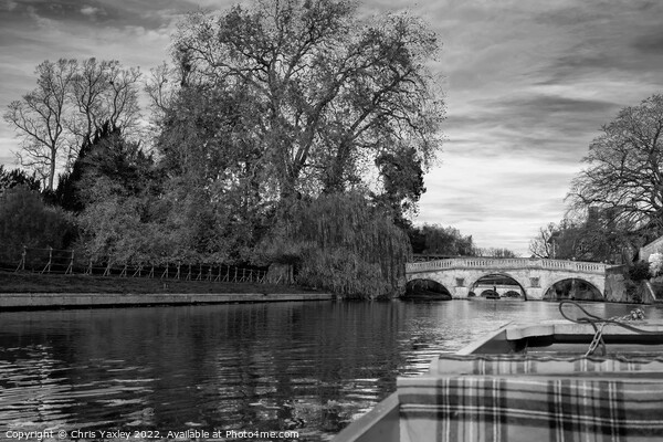 Punting down Cambridge Backs Picture Board by Chris Yaxley