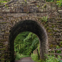 Buy canvas prints of Entrance to Dunkeld hermitage and pine forest in Perthshire, Scotland by Chris Yaxley