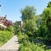 Buy canvas prints of Footpath along the Water of Leith  by Chris Yaxley