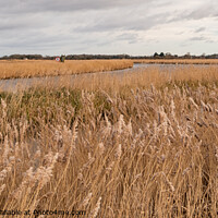 Buy canvas prints of Golden reedbeds along the River Bure, Norfolk Broads by Chris Yaxley
