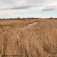 Buy canvas prints of Golden reedbeds  by Chris Yaxley