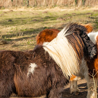 Buy canvas prints of Shetland ponies by Chris Yaxley