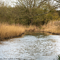 Buy canvas prints of Rural river, Norfolk Broads by Chris Yaxley