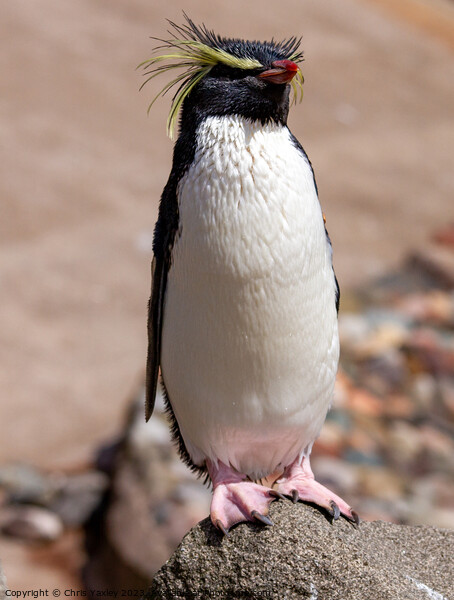 Rockhopper penguine Picture Board by Chris Yaxley