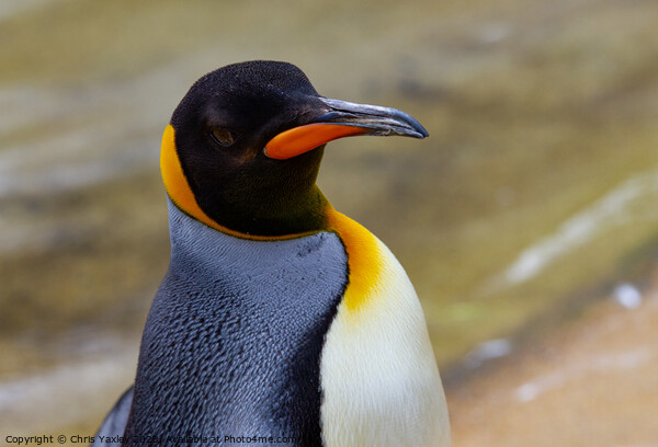 Emperor penguin Picture Board by Chris Yaxley