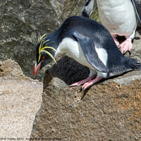 Buy canvas prints of Rockhopper penguin on a rock by Chris Yaxley