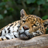 Buy canvas prints of Spotted leopard by Chris Yaxley