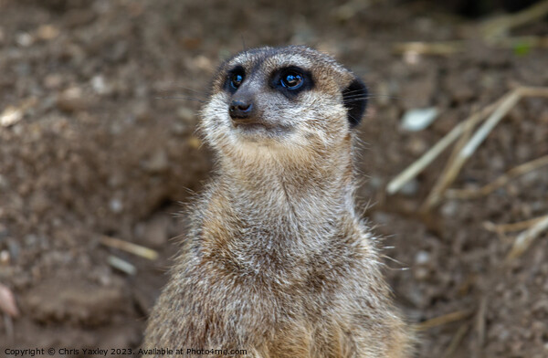 Baby meerkat Picture Board by Chris Yaxley
