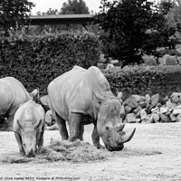 Buy canvas prints of Mother and baby rhinoceros eating by Chris Yaxley
