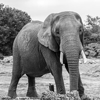 Buy canvas prints of Portrait of an African elephant by Chris Yaxley