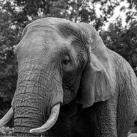 Buy canvas prints of Portrait of African elephant by Chris Yaxley