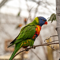 Buy canvas prints of Rainbow lorikeet perched in a tree by Chris Yaxley