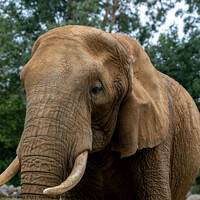 Buy canvas prints of African elephant “Loxodonta” by Chris Yaxley